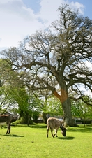 Horses in the New Forest