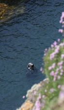 A seal in the water off the coast of Bardsey Island, found in Snowdonia/Eryri National Park