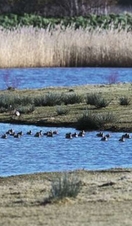 Ducks swimming up onto a grassy shore at Bowling Green Marsh, Exeter