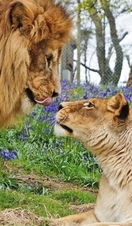 A lion and lionness looking at each other in Dartmoor Zoo