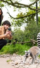 Two people taking a picture of a ring-tailed lemur in Chester Zoo