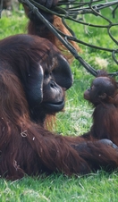 A monkey playing with a net in Twycross Zoo