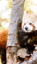A red panda looking between the branches of a tree