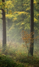 The colours of early autumn fill Chevin Forest Park on a damp October day with a single orange sapling dwarfed by the surrounding trees.