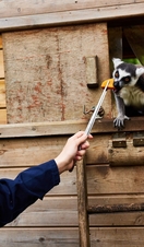A person feeding a lemur at Askham Bryan Wildlife and Conservation Park