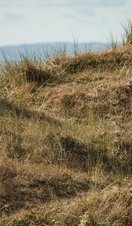 A woman walking along a path in Kenfig National Nature Reserve