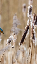 Kingfisher hunting from reed heads at Attenborough Nature Reserve, Nottingham, UK.