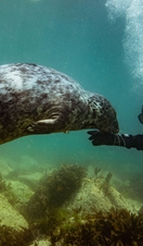 A common grey seal swims with scuba divers in the waters surrounding Lundy Island in Devon, UK.