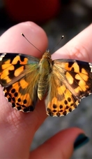 A butterfly resting on a persons finger