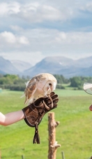Boy holding an owl at Rothiemurchus Falconry