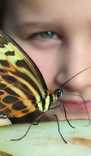 A child posing with a butterfly at the Butterfly Farm in Stratford-upon-Avon