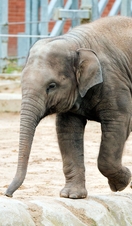 Baby elephant at Blackpool Zoo.