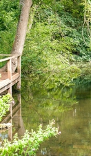 A lake in the CS Lewis Nature Reserve in Oxford