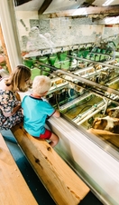 A tour group watching cows being milked at Low Sizergh Barn