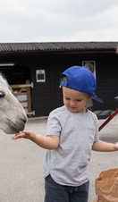 A child feeding a llama at Graves Animal Farm in Sheffield