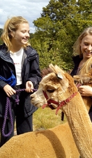 Two women leading an alpaca as part of a walking tour at Holly Hagg Community Farm in Sheffield