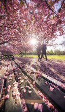 Two people walking down a park path covered with pink petals
