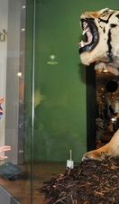 A girl posing in front of a tiger exhibit at Leeds City Museum