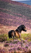 Windswept Pony, Exmoor National Park, Somerset, UK