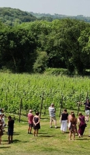 Pembrokeshire Vineyards 