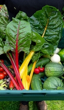 Garden organic, vegetable harvest