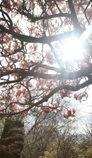 Calderstones Park, Liverpool