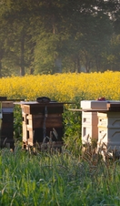 A Row of Beehives Stand at the Edge of a Field of Oilseed Rape in the Aberdeenshire Countryside
