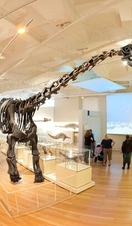 A set of dinosaur fossils on display at Leicester Museum