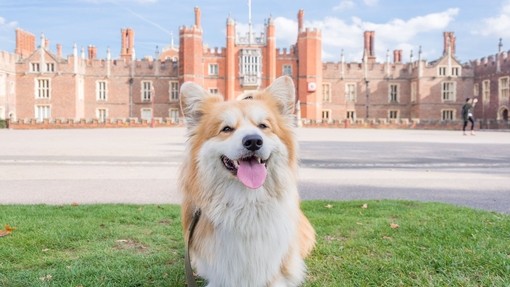 Fluffly dog, wagging it's tongue, sitting on grass outside an English palace.