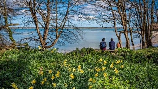 A couple sitting on a beach bench amongst daffodils over looking a clear blue bay at Penrhos Nature Reserve near Anglesey in Wales