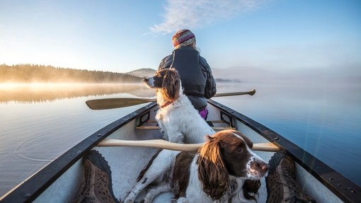 A man canoeing with two spaniels. Clear blue skies