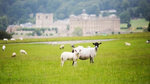 A field of sheep grazing in front of Chatsworth House in the Peak District.