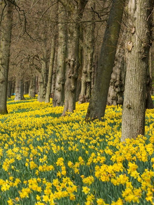A forest field full of daffodils and trees.