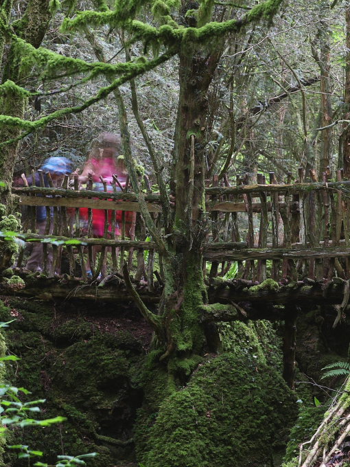 A low wooden bridge in the beautiful Puzzlewood woodland, Forest of Dean