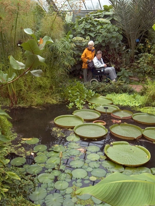 Two people admiring a pond filled with lilypads in a botanical garden.