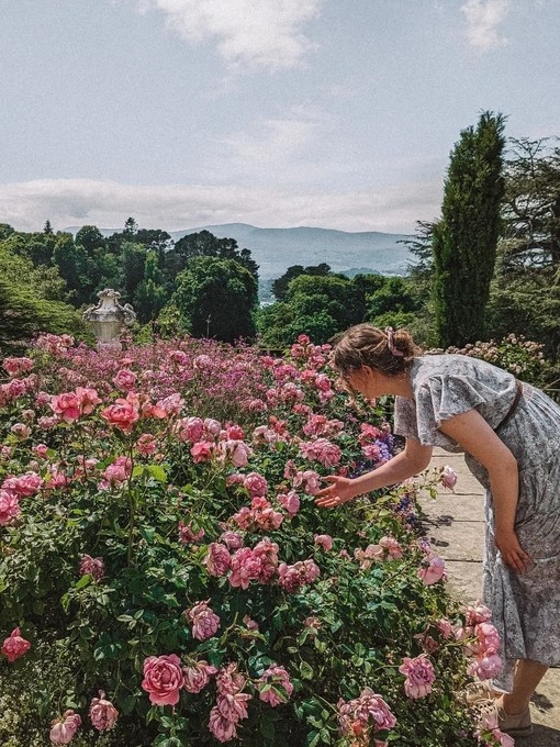 Fleurs roses dans les jardins de Bodnant