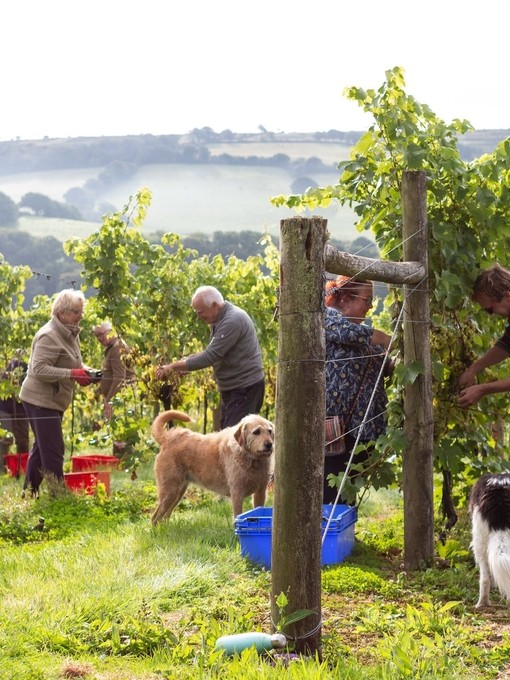 Alder Vineyard
