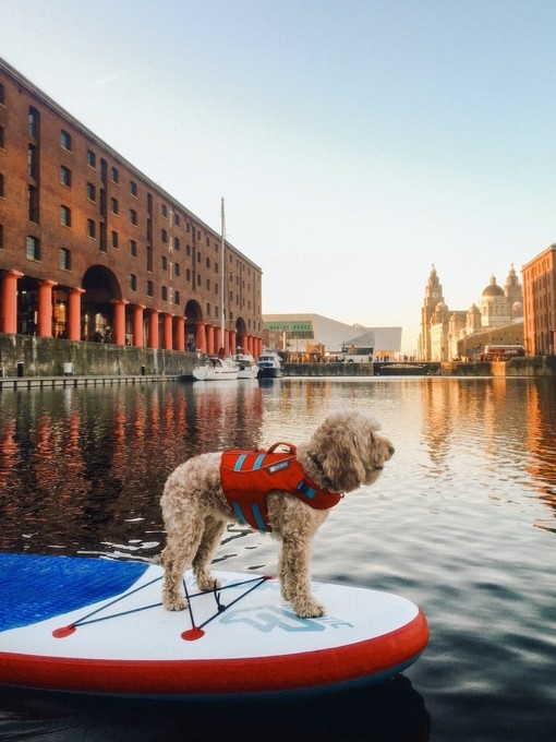 Dog in a life jacket on a stand-up paddle-board