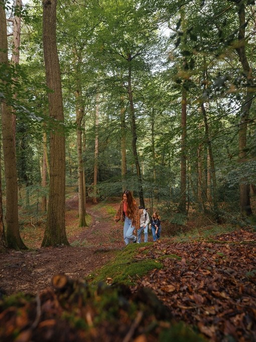 Three friends walking through a forest path.
