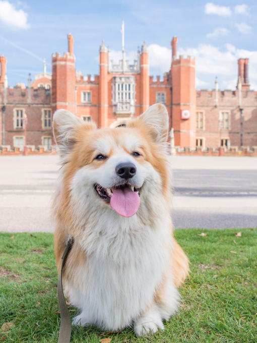 Fluffly dog, wagging it's tongue, sitting on grass