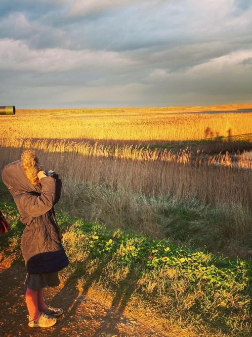 Bird watching at Cley & Salthouse marshes
