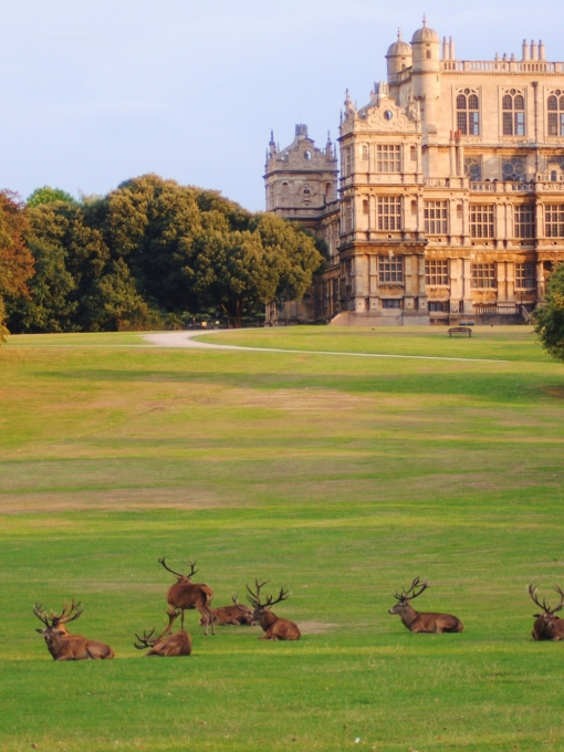 A group of deer lying on the grass in Wollaton Park, a stretch of countryside and gardens surrounding Wollaton Hall