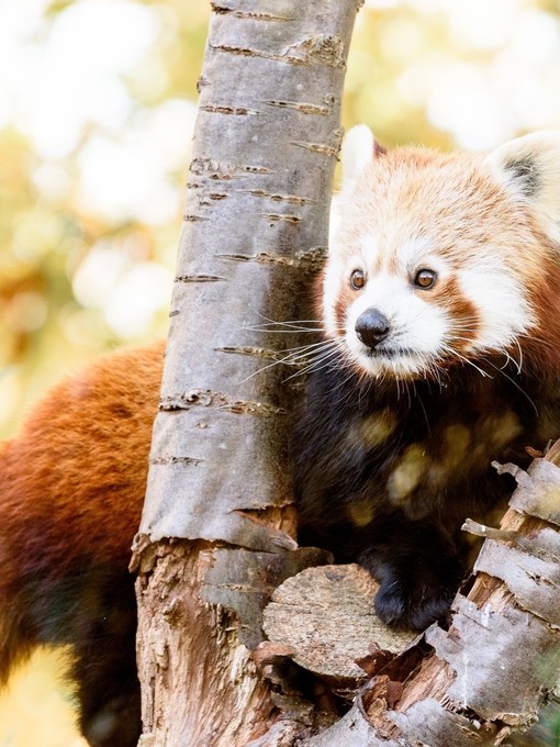 A red panda looking between the branches of a tree