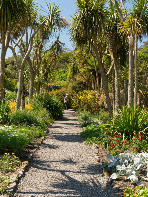 A pathway through a tropical garden.