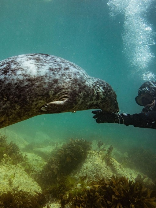 A common grey seal swims with scuba divers in the waters surrounding Lundy Island in Devon, UK.