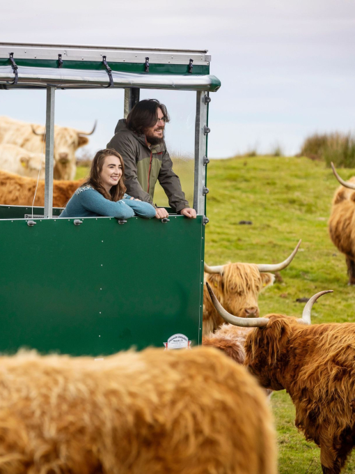 A couple taking a guided farm experience among Highland cattle and sheep from a purpose-built trailer.