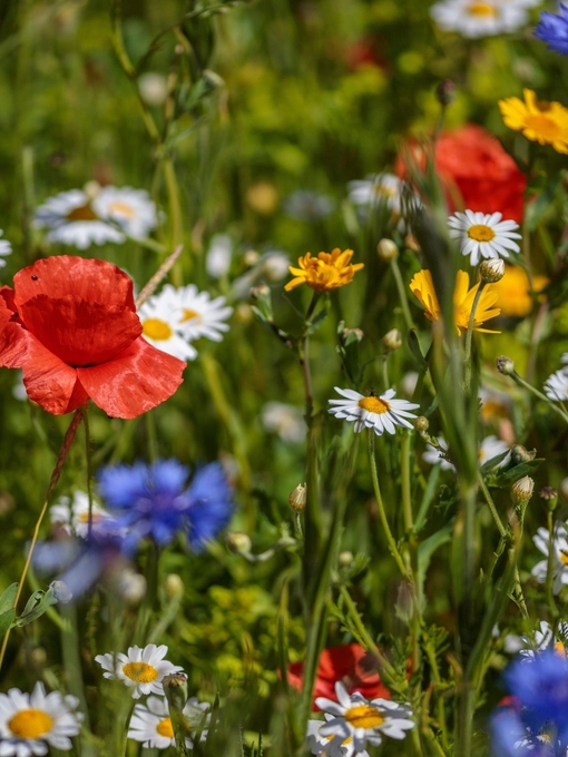Granton Castle Walled Garden