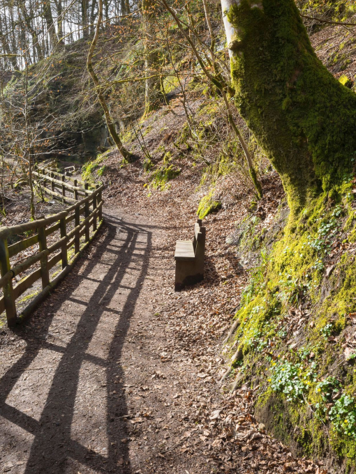 A footpath with a bench in a woodland in winter.