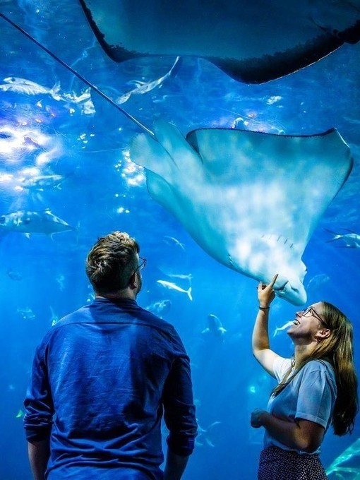 Spring-National Marine Aquarium