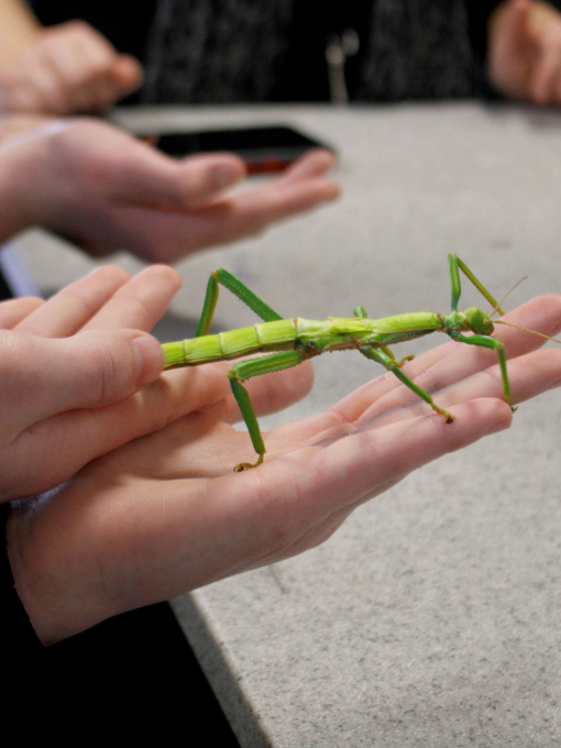 Dr Beynon's Bug Farm